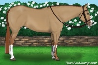 Horse Color:Red Dun Sabino Splash Frame Rabicano