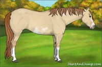 Horse Color:Red Dun Roan Sabino Splash Frame Rabicano