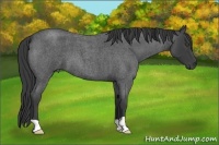 Horse Color:Smoky Blue Roan 
