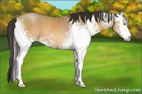Horse Color:White Spotted Amber Champagne Sabino