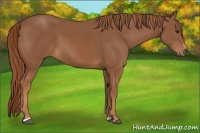 Horse Color:Chestnut Sabino