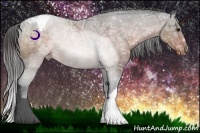 Horse Color:Bay Ice Roan Appaloosa