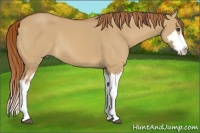 Horse Color:Red Dun Sabino Splash Frame Rabicano 