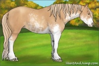 Horse Color:Gold Champagne Sabino
