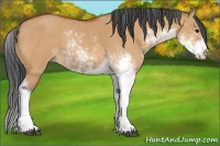 Horse Color:Bay Dun Sabino