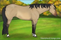 Horse Color:Bay Dun