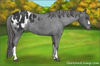 Horse Color:Black Frame Appaloosa