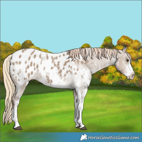 Horse Color:Liver Red Dun Sabino Splash Blanket Rabicano 
