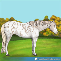 Horse Color:Liver Red Dun Sabino Splash Appaloosa Rabicano 