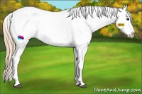 Horse Color:Liver Red Dun Sabino Splash Appaloosa Rabicano 