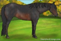 Horse Color:Brown Sabino Rabicano Brindle