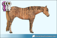 Horse Color:Brown Sabino Rabicano Brindle