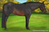 Horse Color:Brown Sabino Rabicano  Brindle