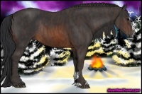 Horse Color:Brown Sabino Rabicano  Brindle