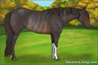 Horse Color:Brown Rabicano  Brindle