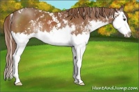Horse Color:Chestnut Sabino Splash