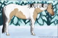 Horse Color:Bay Dun Tobiano