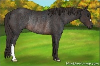 Horse Color:Brown Rabicano Brindle