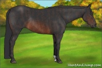 Horse Color:Brown Rabicano Brindle