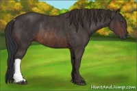 Horse Color:Brown Rabicano  Brindle