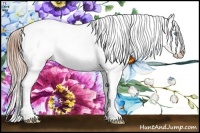 Horse Color:Buckskin Pearl Appaloosa Rabicano 