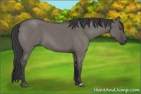 Horse Color:Smoky Grullo Roan 