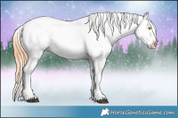 Horse Color:Brown Pearl Appaloosa