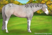 Horse Color:Brown Splash Appaloosa Rabicano