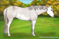 Horse Color:Chestnut Sabino Splash Appaloosa Rabicano