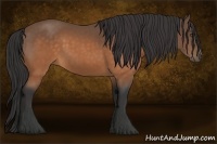 Horse Color:Buckskin 