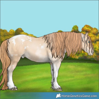 Horse Color:White Spotted Buckskin Pearl Tobiano