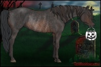 Horse Color:Brown Rabicano Brindle