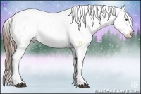 Horse Color:Buckskin Appaloosa 