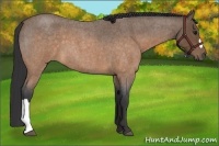 Horse Color:Buckskin Roan 