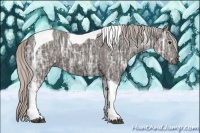 Horse Color:Silver Black Ice Tobiano