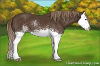 Horse Color:White Spotted Liver Chestnut Splash