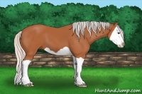 Horse Color:Silver Bay Splash 