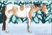 Horse Color:White Spotted Amber Champagne Splash Tobiano 