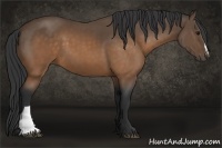 Horse Color:Buckskin 