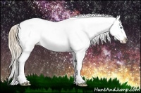 Horse Color:Perlino Appaloosa 
