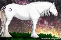 Horse Color:Buckskin Pearl Appaloosa Rabicano 