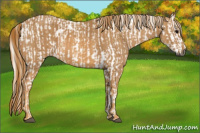 Horse Color:Gray White Spotted Black  Brindle