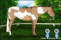 Horse Color:Gray White Spotted Black  Brindle