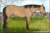 Horse Color:Bay Dun
