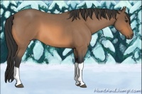 Horse Color:Buckskin Roan Tobiano