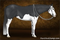Horse Color:Black Splash