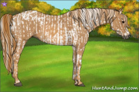 Horse Color:Gray White Spotted Grullo  Brindle