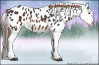 Horse Color:Brown Appaloosa 