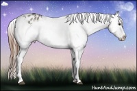 Horse Color:White Spotted Grullo Sabino Splash Appaloosa Rabicano 