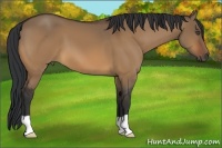 Horse Color:Bay Dun